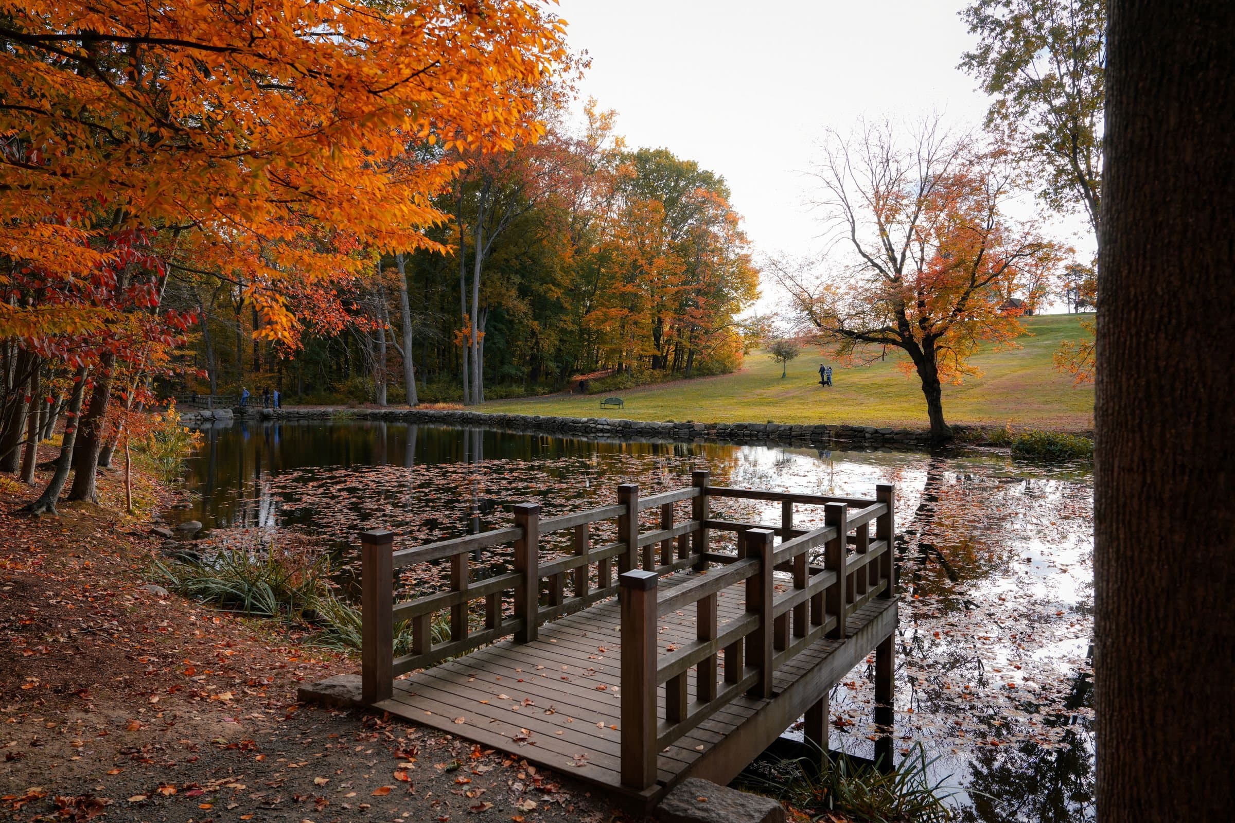 New Canaan, CT: a pond and wooden footbridge under autumn trees in Waveny Park, New Canaan